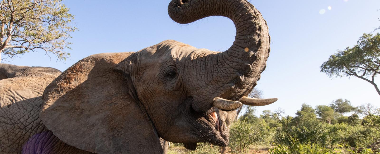 An elephant s trunk has nearly 150 000 muscle units and tendons to give them plenty of precision feeling and power they can move it in every direction skillfully while picking up heavy items too