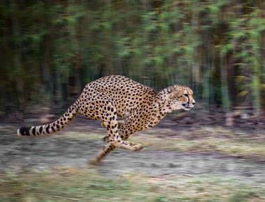 Cheetahs are the fastest animal in the world they can speed up to 70 mph