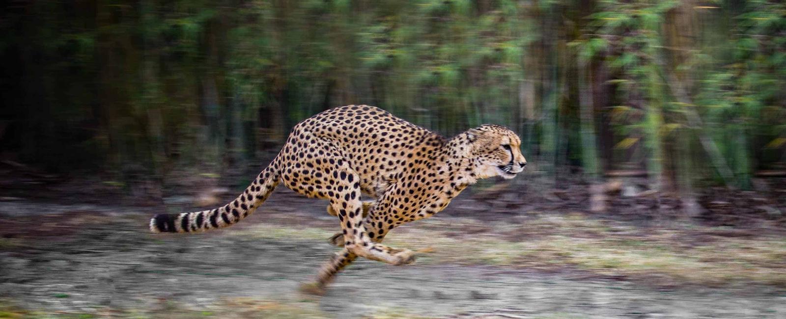 Cheetahs are the fastest animal in the world they can speed up to 70 mph