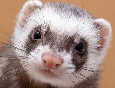 A female ferret will die if it goes into heat and cannot find a mate