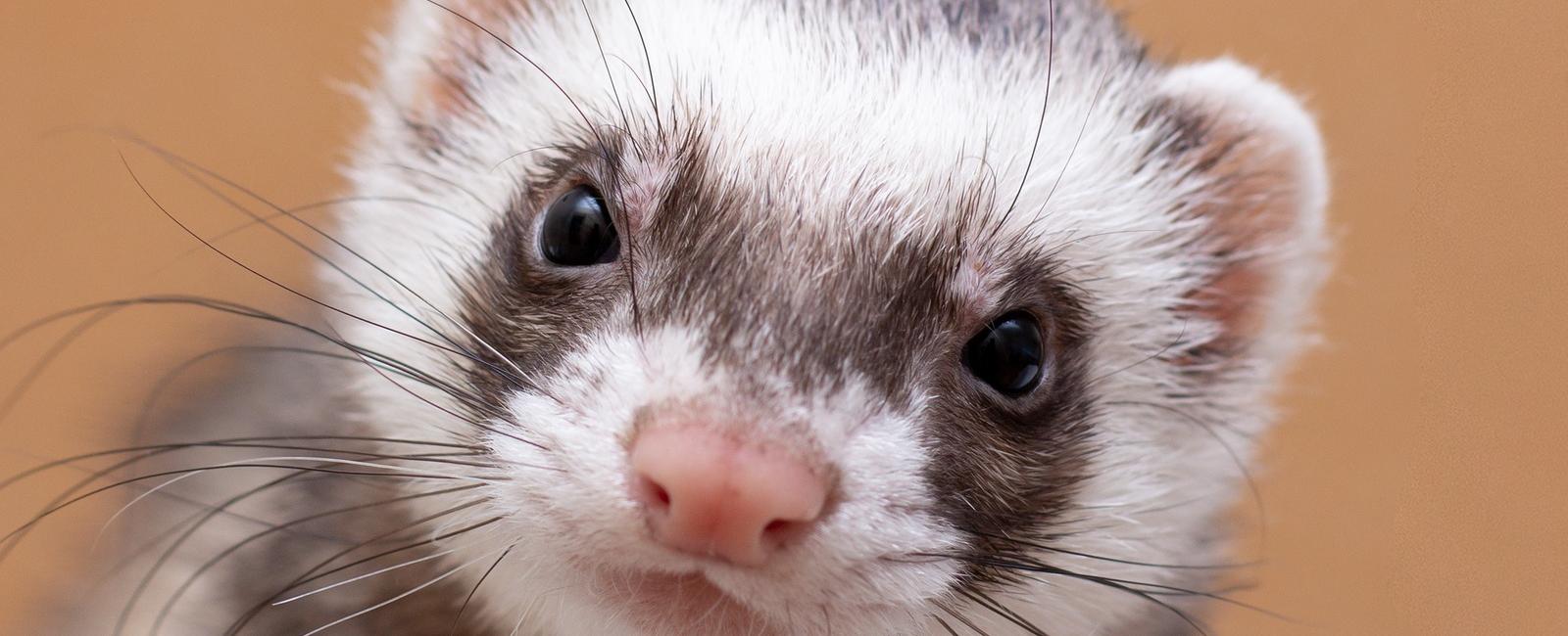 A female ferret will die if it goes into heat and cannot find a mate