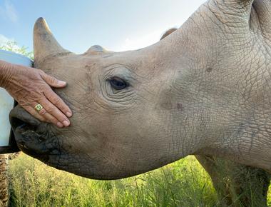 A rhino s horn is made of keratin