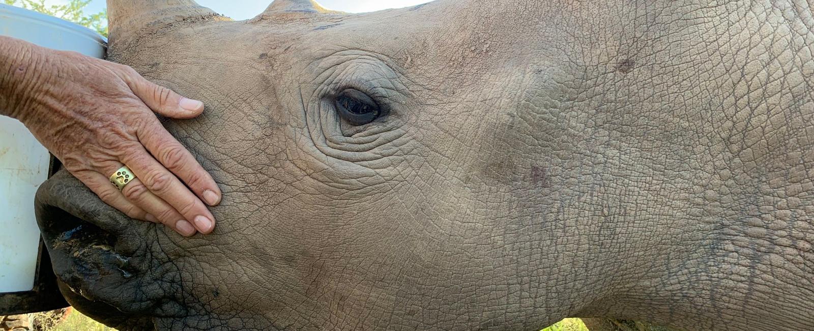 A rhino s horn is made of keratin