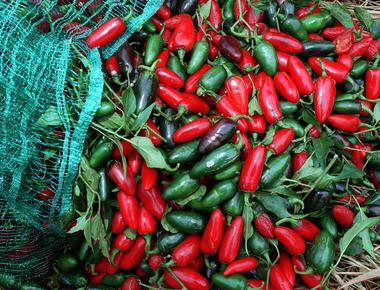 The hotter a chili pepper is the healthier it is