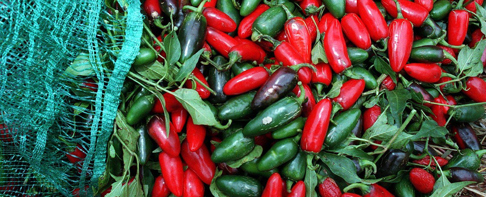 The hotter a chili pepper is the healthier it is