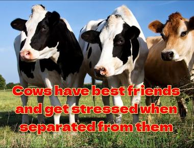 Cows have best friends and get stressed when separated