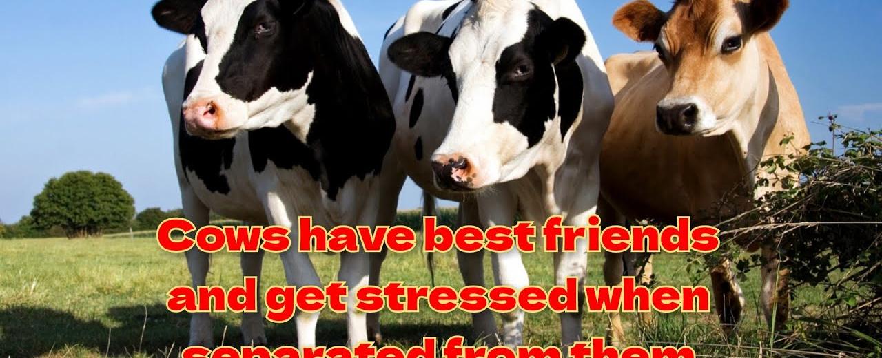 Cows have best friends and get stressed when separated