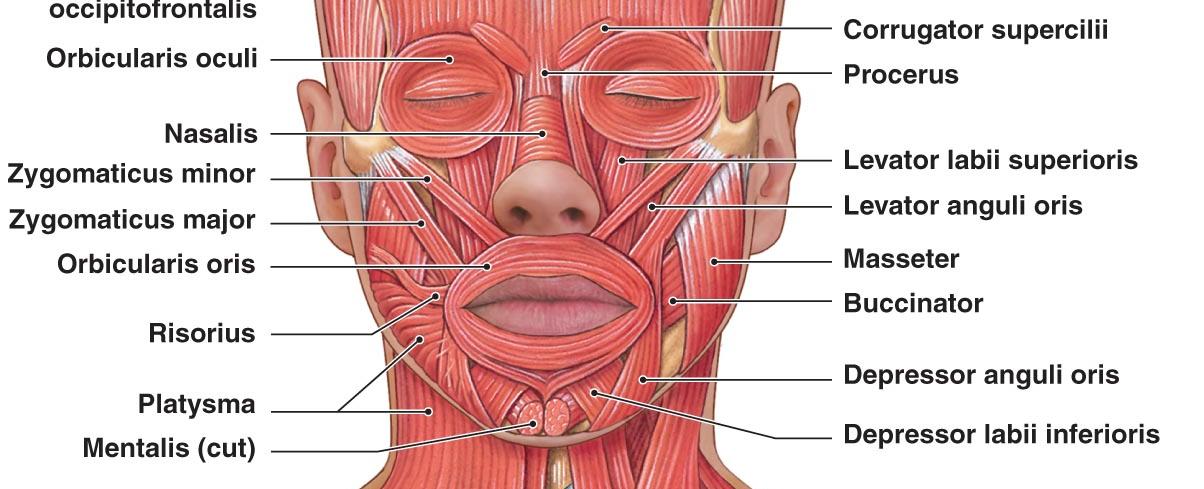 Kissing requires the use of 146 muscles to coordinate the kiss itself including 34 facial muscles and 112 postural muscles