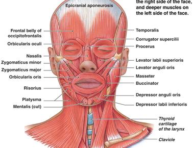 Kissing requires the use of 146 muscles to coordinate the kiss itself including 34 facial muscles and 112 postural muscles