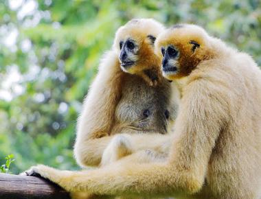 Only 3 5 of mammals are monogamous animals that form lifelong pair bonds