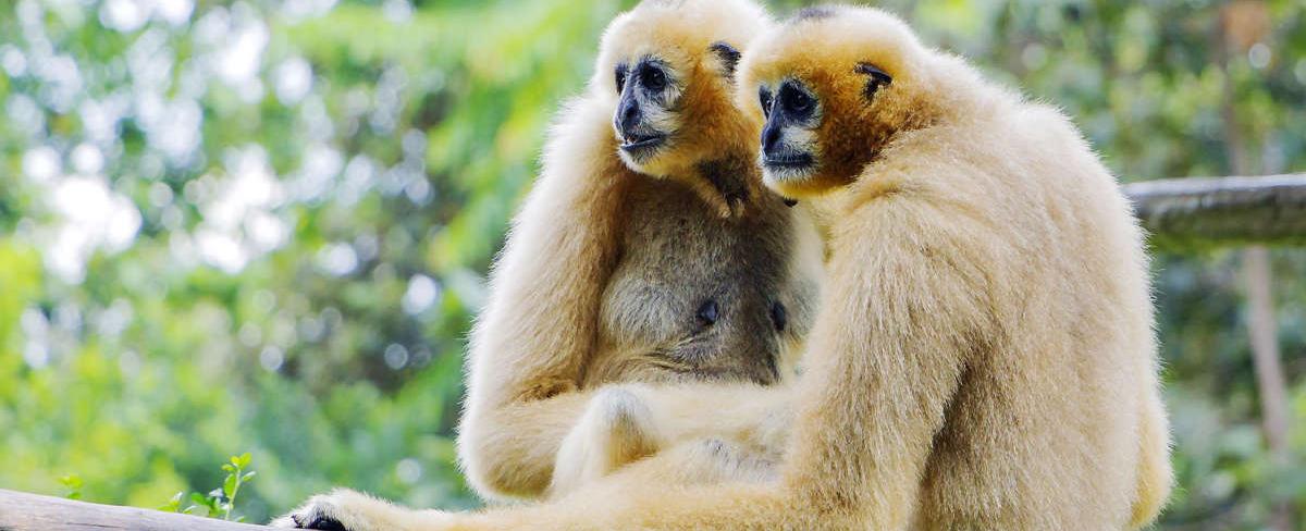 Only 3 5 of mammals are monogamous animals that form lifelong pair bonds