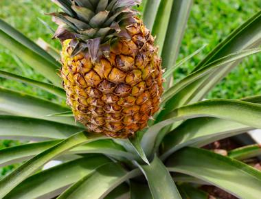 It takes approximately 16 months to 2 years to grow a pineapple fruit the lengthy period is because it takes around 200 flowers the segments you see outside to develop 1 fruit