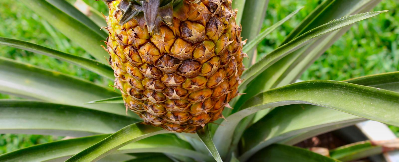 It takes approximately 16 months to 2 years to grow a pineapple fruit the lengthy period is because it takes around 200 flowers the segments you see outside to develop 1 fruit