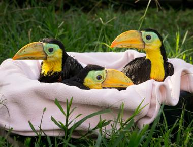 Toucans curl up into little balls when they sleep because they prefer to sleep in hollow tree trunks in the wild as a result they need to make their bodies compact enough to fit