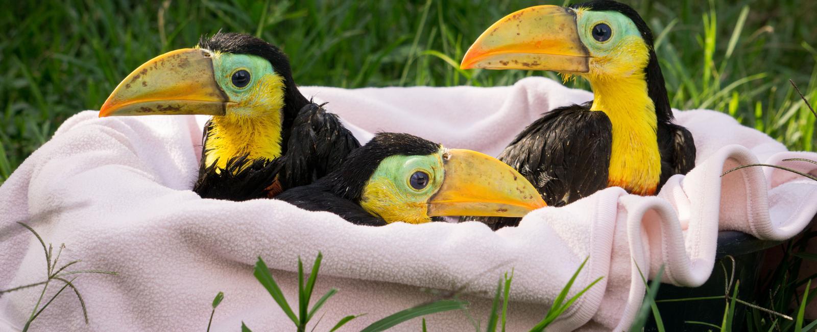 Toucans curl up into little balls when they sleep because they prefer to sleep in hollow tree trunks in the wild as a result they need to make their bodies compact enough to fit