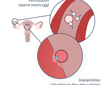 After ovulation a female s egg is fertile for 24 to 48 hours and a man s sperm can live up to 48 hours inside the female body do the math and be careful there have been documented cases of live sperm discovered eight days after sex