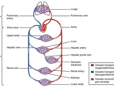 Ginger may stimulate sexual drive since your heart rate increases blood flow increases and you get horny studies have shown that the intake of ginger root increases the weight of reproductive organs and testosterone level and also improves semen quantity