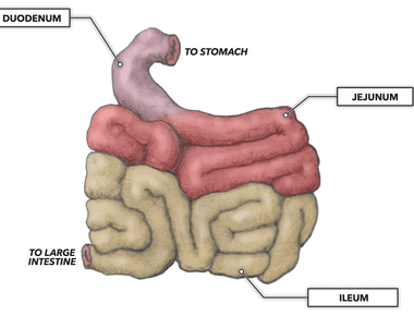 The small intestine is roughly 23 feet long