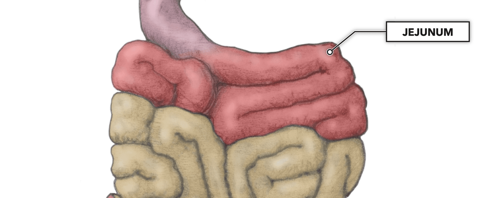The small intestine is roughly 23 feet long