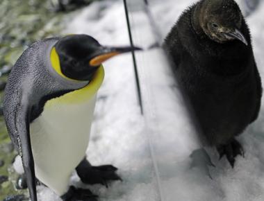 Giant penguins about the size of a grown man waddled around new zealand about 59 million years ago