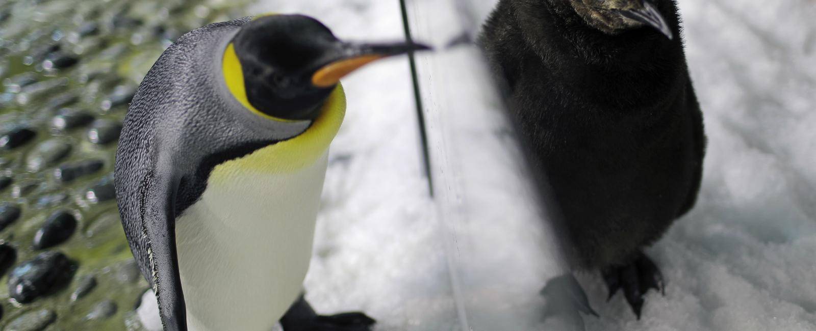 Giant penguins about the size of a grown man waddled around new zealand about 59 million years ago