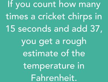 If you count how many times a cricket chirps in 15 seconds and add 37 you get a rough estimate of the temperature in fahrenheit