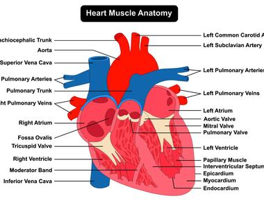 What is the strongest muscle in the human body the heart