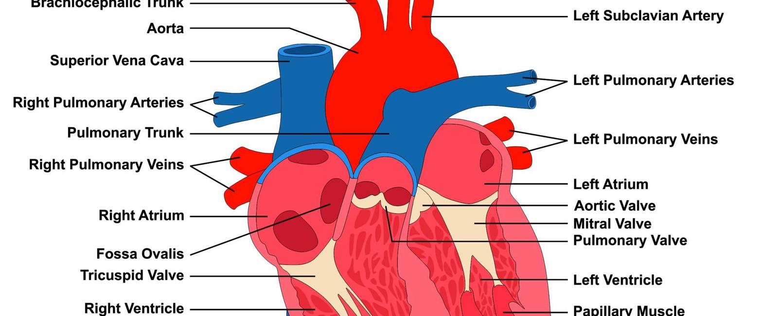 What is the strongest muscle in the human body the heart