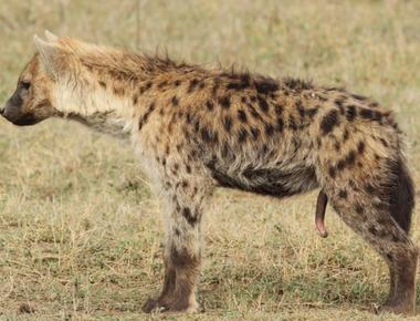 Even zookeepers have a hard time telling male and female hyenas apart female hyenas genitalia looks like a male s penis and scrotum