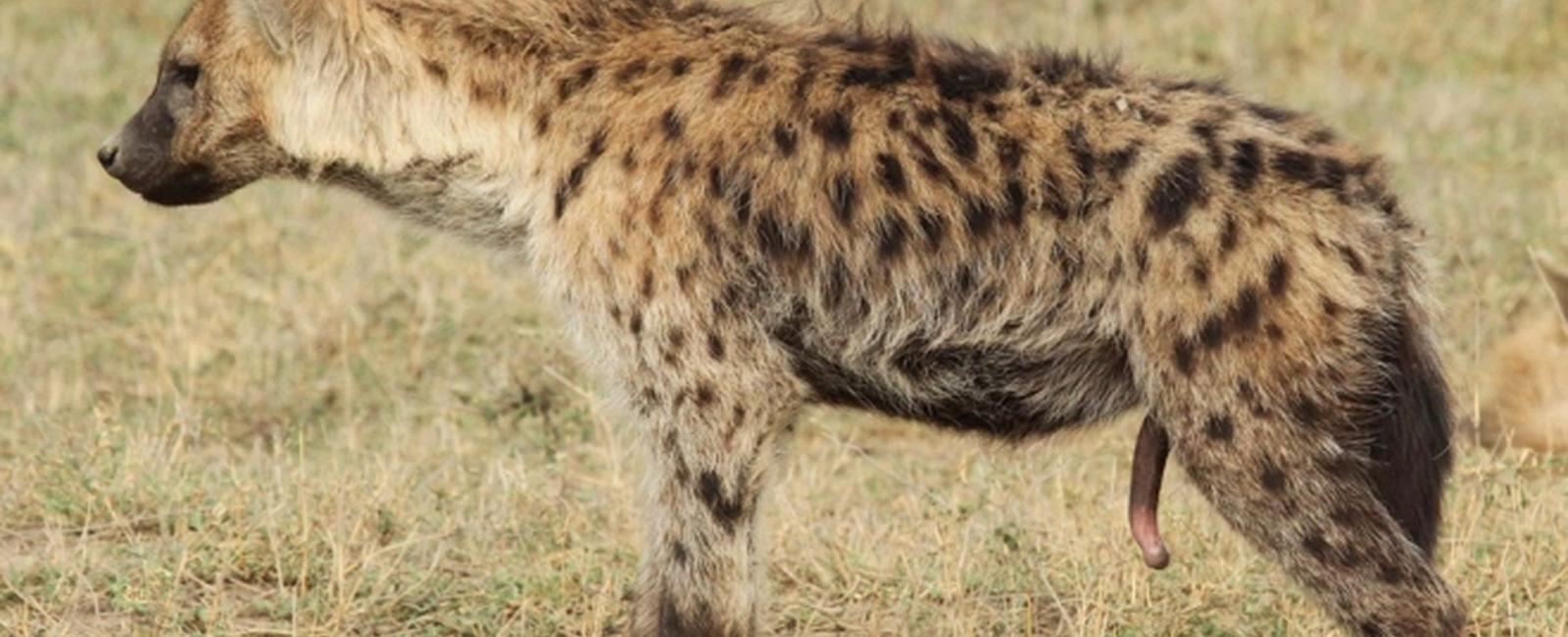 Even zookeepers have a hard time telling male and female hyenas apart female hyenas genitalia looks like a male s penis and scrotum