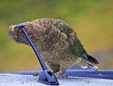 The two foot long bird called a kea that lives in new zealand likes to eat the strips of rubber around car windows