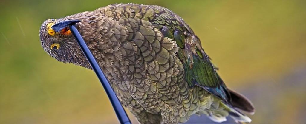 The two foot long bird called a kea that lives in new zealand likes to eat the strips of rubber around car windows