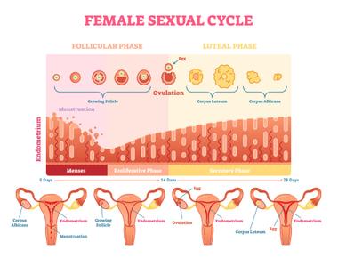 The modern world and its artificial lights have affected women s fertility cycles women used to ovulate during a full moon when it s light but artificial lighting has thrown off their natural biological cycles