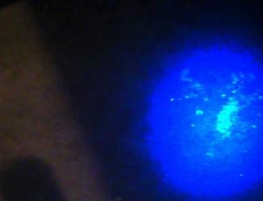 A cat s urine glows under a blacklight