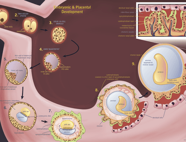 In humans an embryo is the implantation of a fertilized egg in the uterus up until the eighth week of its development after the eighth week it is called a fetus up until its birth