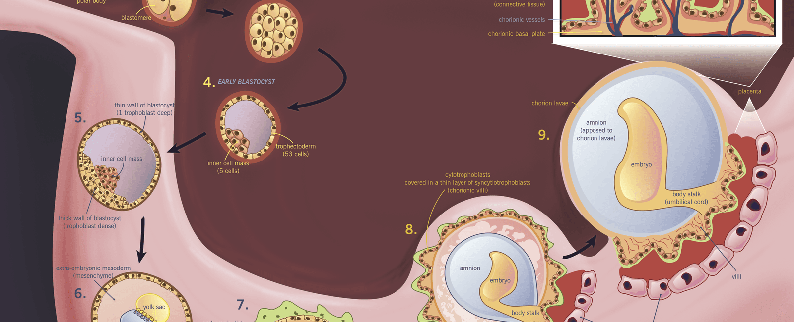 In humans an embryo is the implantation of a fertilized egg in the uterus up until the eighth week of its development after the eighth week it is called a fetus up until its birth