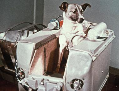 The first animal to orbit the earth was a dog named laika on sputnik 2 in 1957 however she was not the first animal launched into space by the united states or u s s r