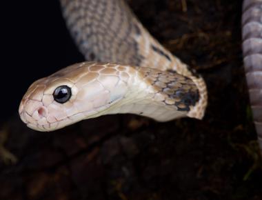 Snake s eyes are closed all the time rather than having movable eyelids they have a clear layer of skin over their eye which protects the eye and allows them to see out through their always closed eyelids