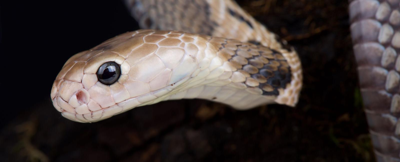 Snake s eyes are closed all the time rather than having movable eyelids they have a clear layer of skin over their eye which protects the eye and allows them to see out through their always closed eyelids