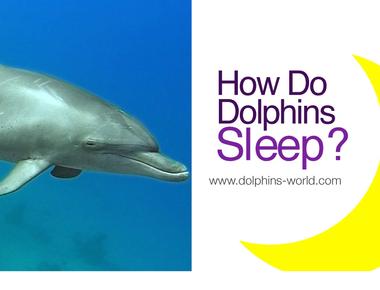 Dolphins sleep with one eye open in order to avoid being eaten by sharks the ability to stay partially conscious also allows them to continue to get air while sleeping