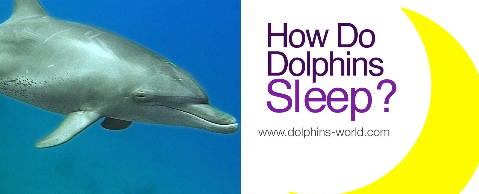 Dolphins sleep with one eye open in order to avoid being eaten by sharks the ability to stay partially conscious also allows them to continue to get air while sleeping