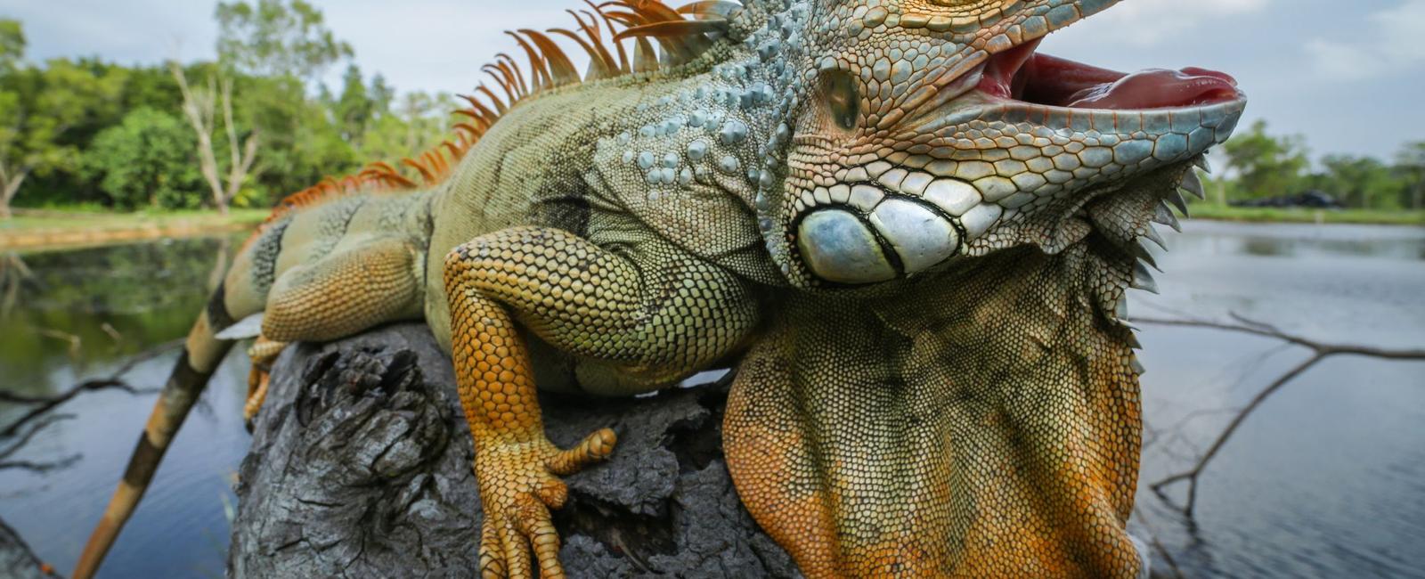 An iguana can stay under water for 28 minutes