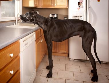 What is the tallest breed of dog in the world the great dane