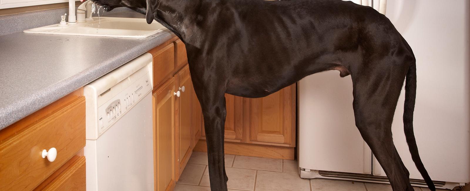 What is the tallest breed of dog in the world the great dane