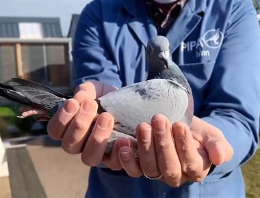 A racing pigeon from belgium has set a new record after being sold for 1 6m