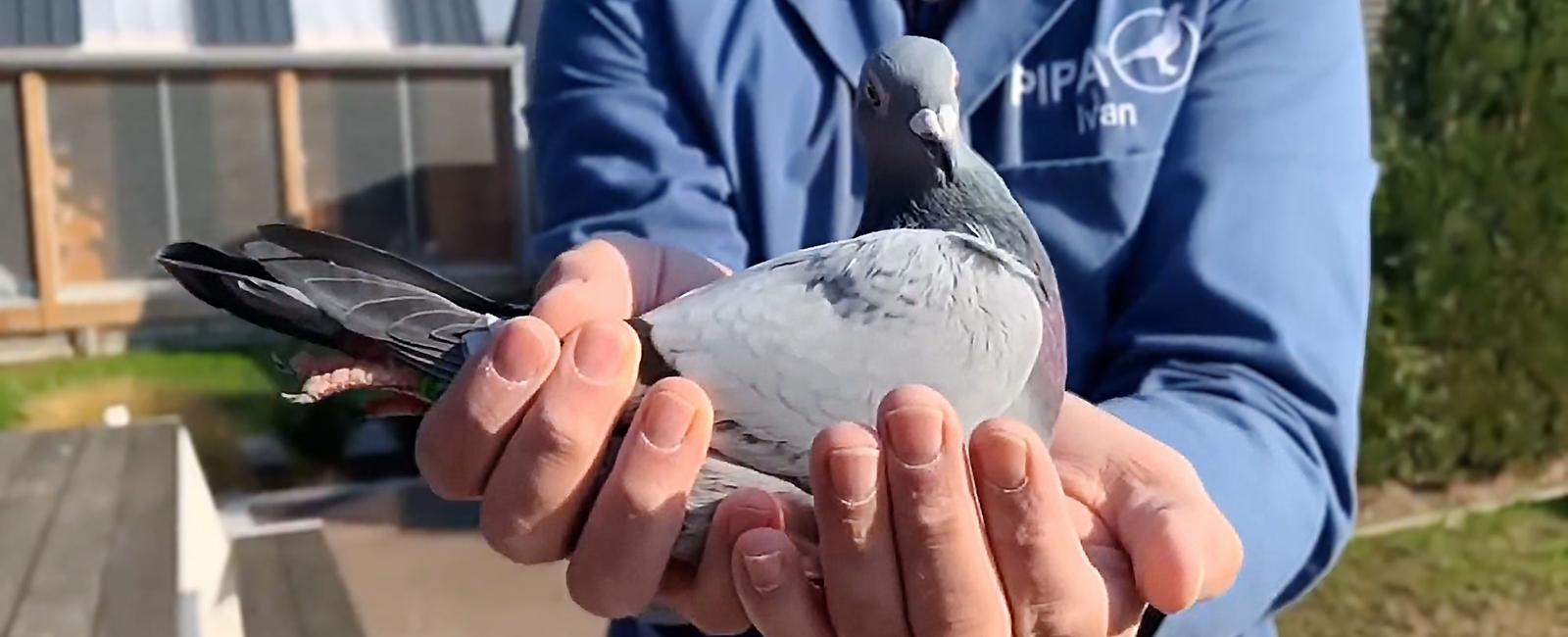 A racing pigeon from belgium has set a new record after being sold for 1 6m