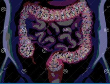 There are 400 species of bacteria in the human colon