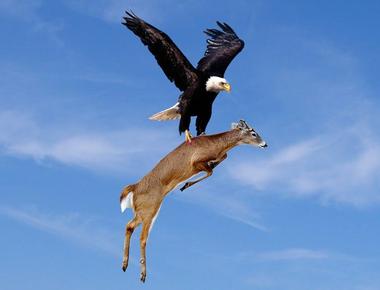 An eagle can kill a young deer and fly carrying it