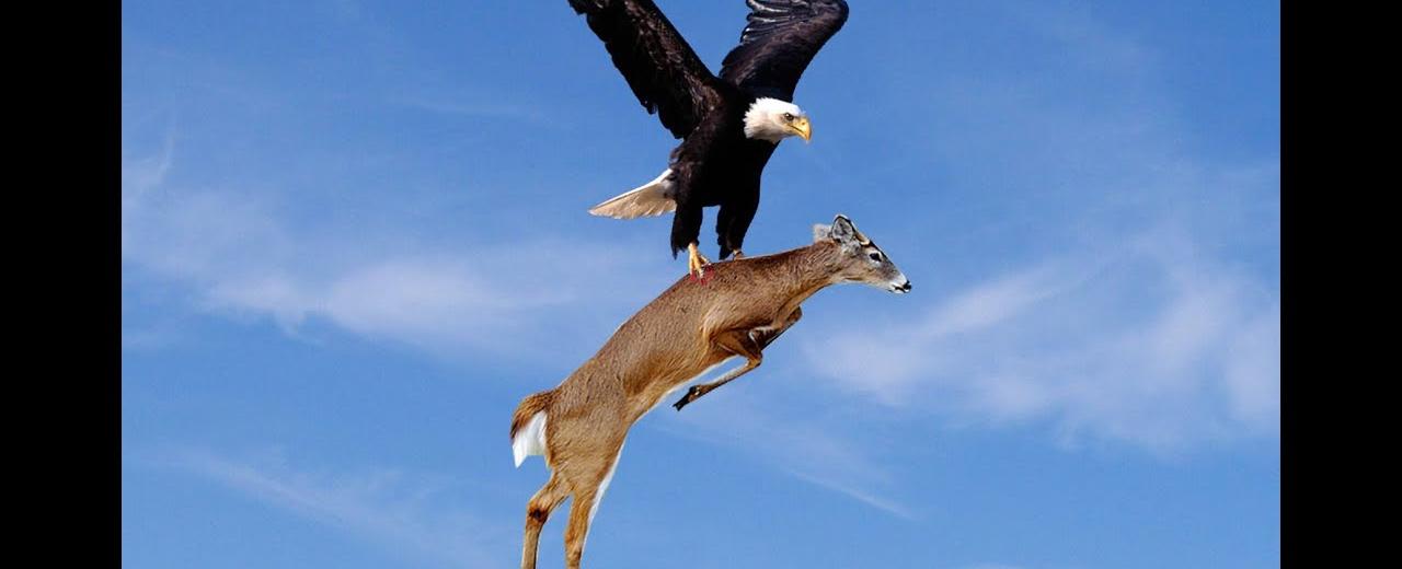 An eagle can kill a young deer and fly carrying it