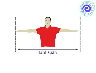 The width of your arm span stretched out is the same as the length of your whole body